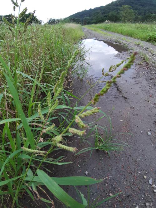 芒稷 (光頭稗)