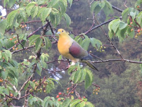 綠鳩 Treron sieboldii sororius