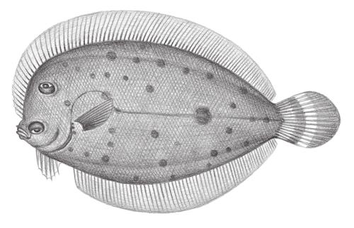 Crossorhombus azureus@Jheng2409 Crossorhombus azureus@Jheng2409