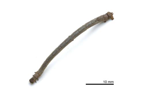 Antitrygodes divisaria perturbata Antitrygodes divisaria perturbata