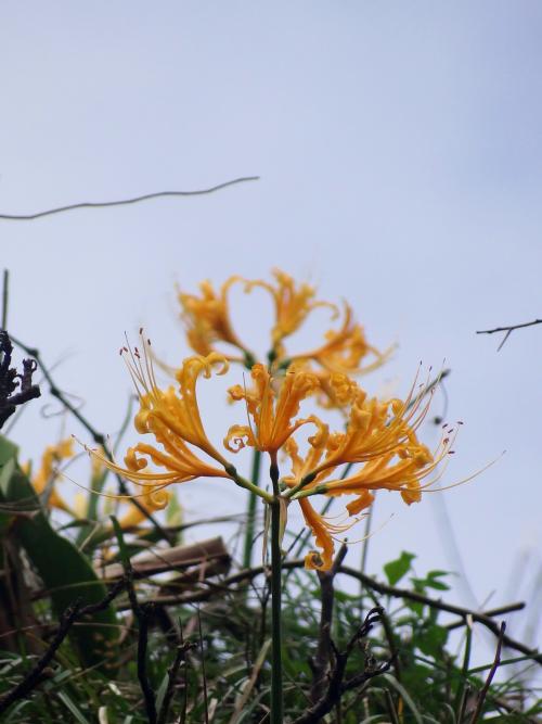 龍爪花