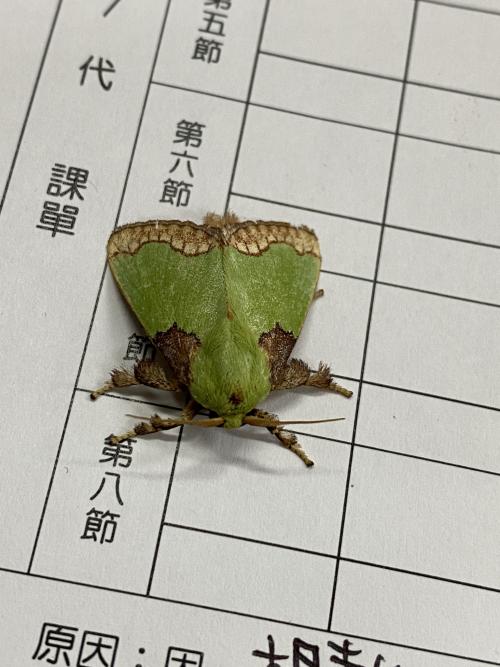 基褐綠刺蛾