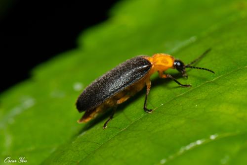 黑翅螢 黑翅螢