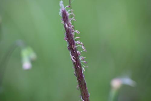白茅 (茅針 茅根 茅草)