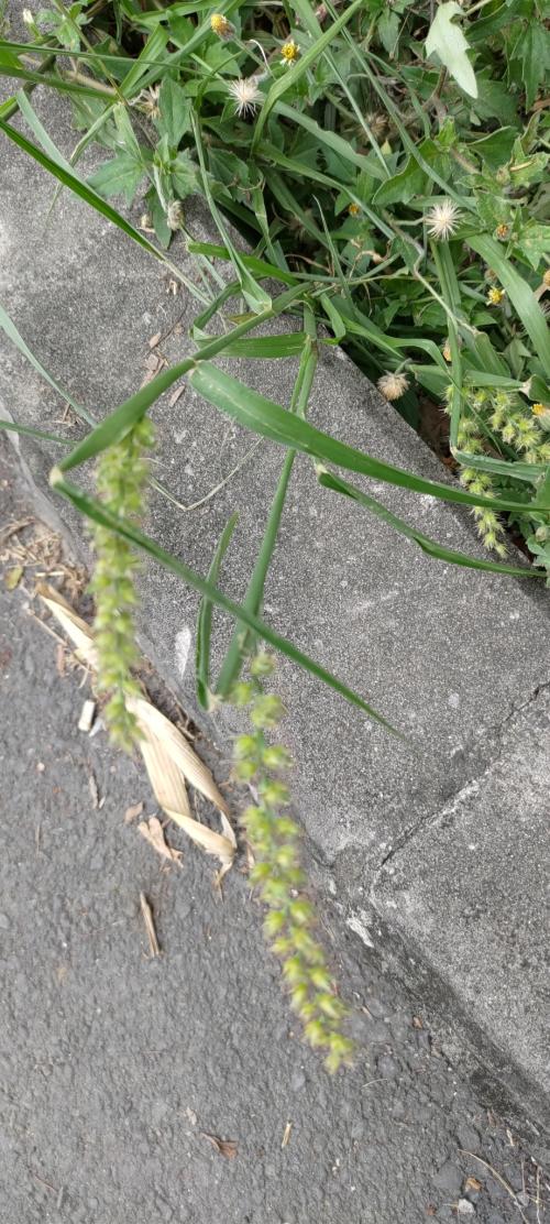 蒺藜草 (黐頭芒) 蒺藜草 (黐頭芒)