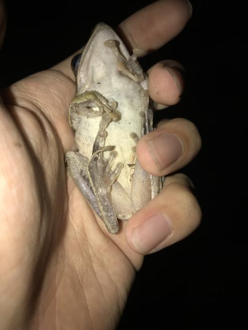斑腿泛樹蛙 斑腿泛樹蛙