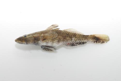 Psammogobius biocellatus