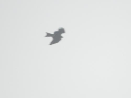 黑鳶 黑鳶