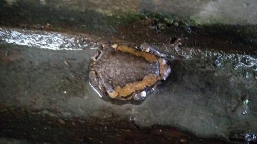 花狹口蛙 花狹口蛙