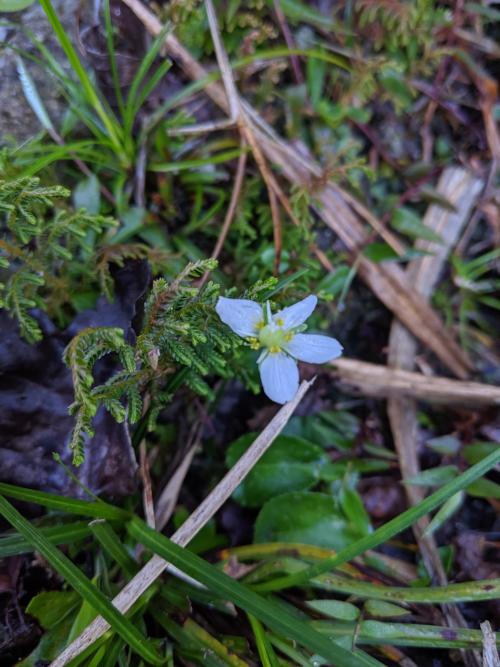 梅花草