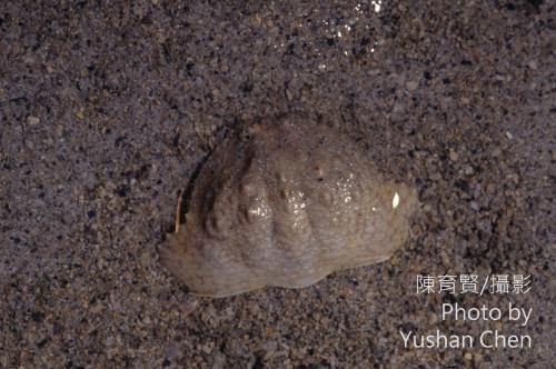 肝葉饅頭蟹 肝葉饅頭蟹