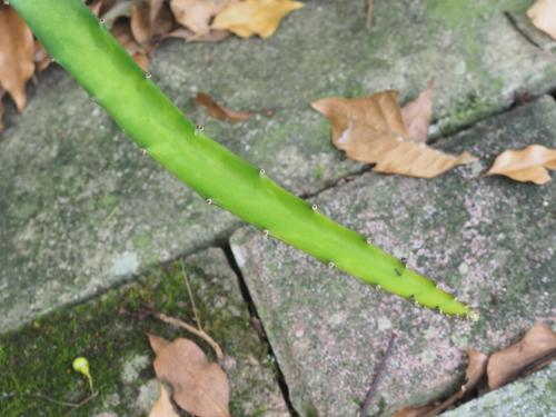 三角柱 火龍果 (霸王花)