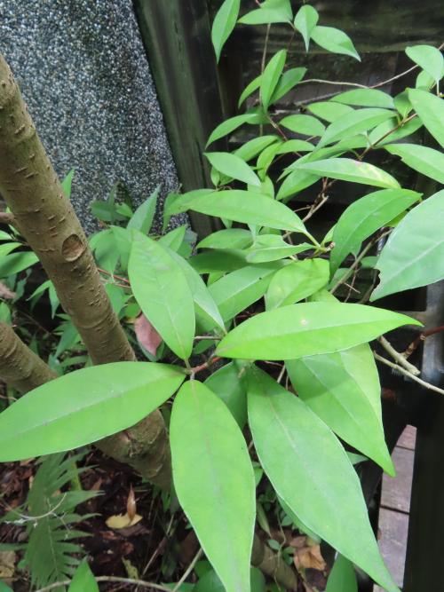 華八仙(華南分布)