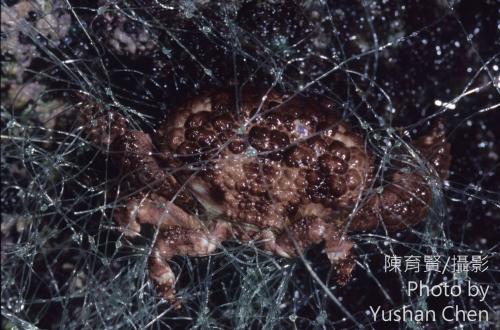 廣闊疣扇蟹 廣闊疣扇蟹