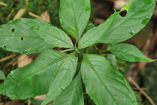 角桐草 角桐草