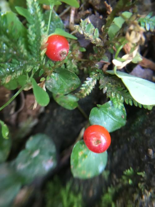 苞花蔓