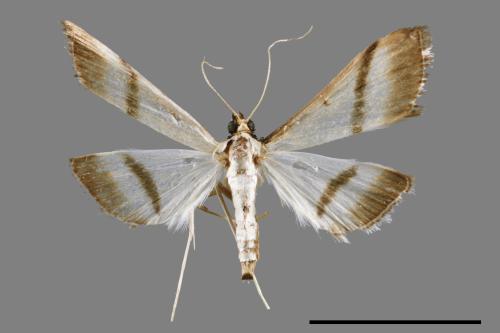 Bradina diagonalis[00024134]