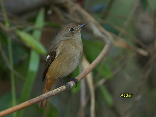 20090726_380393_Daurian_Redstart_9375.jpg