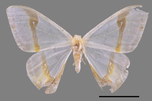 Macrocilix mysticata flavotincta[啞鈴帶鉤蛾][00020073]