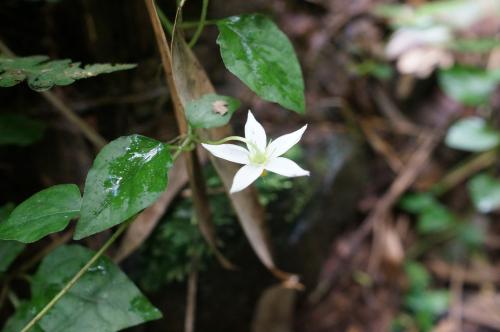 蔓茄