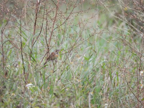 Chestnut-eared Bunting Chestnut-eared Bunting