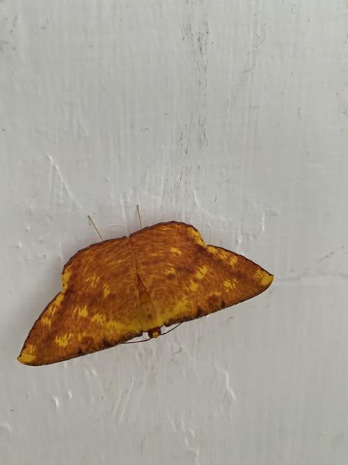 雌黃粉尺蛾