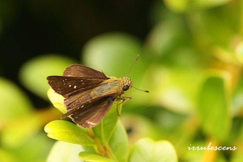 H32-2 尖翅褐弄蝶