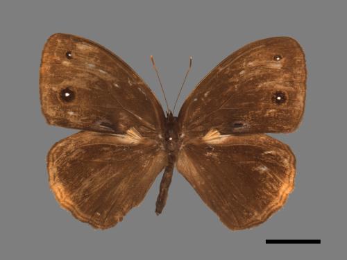 Mycalesis francisca formosana[小蛇目蝶][00013496]