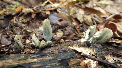 Xylaria polymorpha(多形炭角菌)