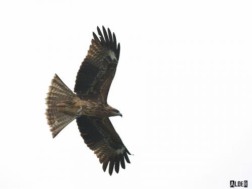 20091127_404610_Black_Kite_1500.jpg 20091127_404610_Black_Kite_1500.jpg