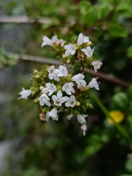 野薄荷