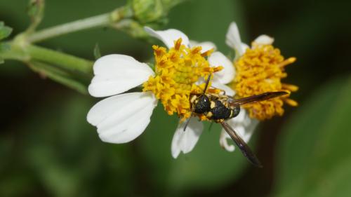 Stenodynerus chinensis