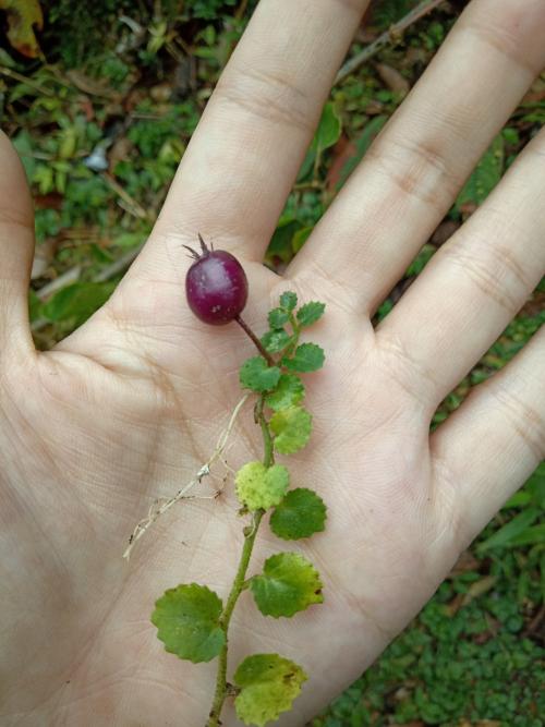 銅錘玉帶草