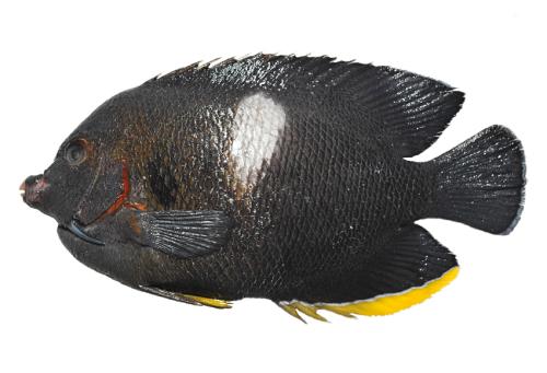 ASIZP0073620 ASIZP0073620