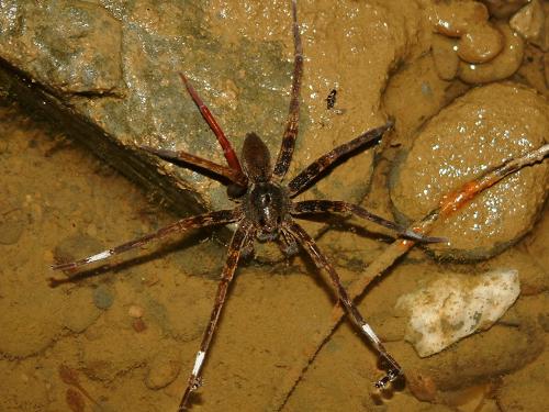 20091028_312583_Dolomedes raptor-01.jpg