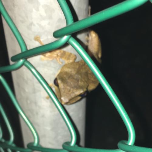 斑腿泛樹蛙
