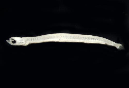 ASIZP0079366