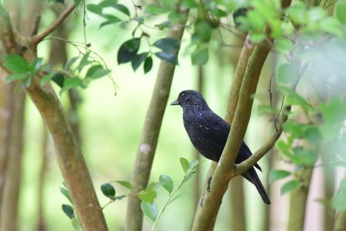 Black-billed Whistling-Thrush Black-billed Whistling-Thrush