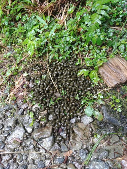 臺灣野山羊 臺灣野山羊