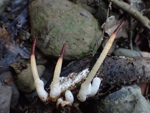 Mutinus boninensis(小笠原蛇頭菌)