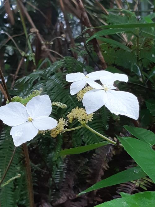 華八仙(華南分布) 華八仙(華南分布)