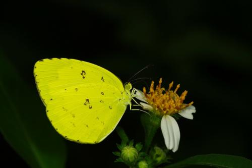 20090929_347342_Eurema hecabe _a.jpg