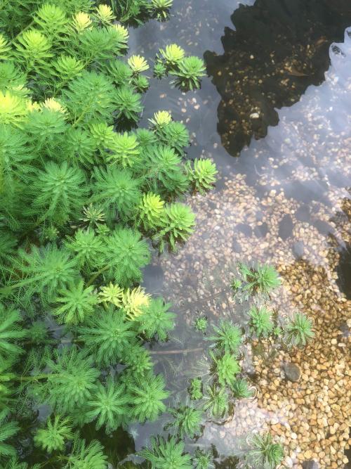 粉綠狐尾藻