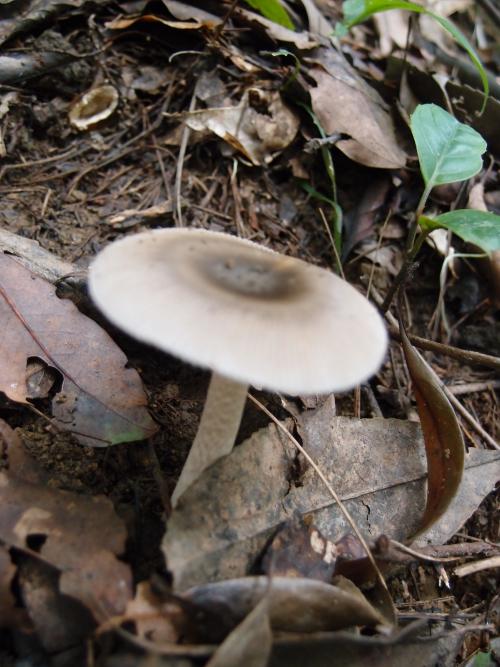 Amanita umbrinolutea(褐黃鵝膏)