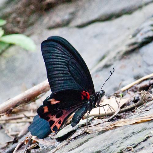 台灣鳳蝶 台灣鳳蝶