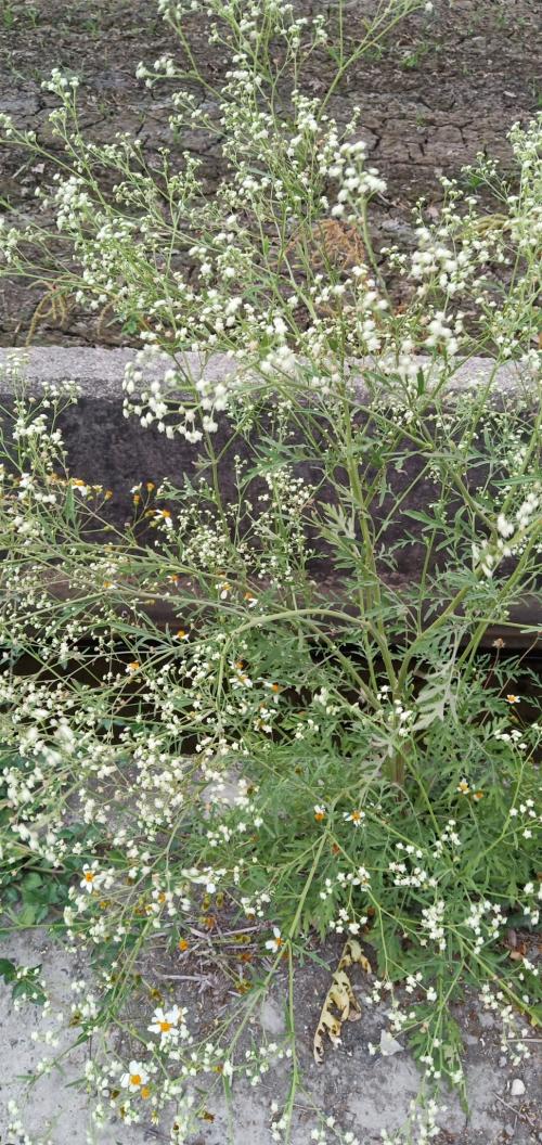 銀膠菊 銀膠菊