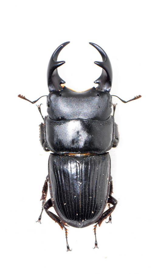 Aegus laevicollis formosae 台灣肥角鍬形蟲 Aegus laevicollis formosae 台灣肥角鍬形蟲