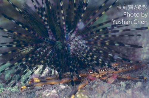 基氏盾牌蟹 基氏盾牌蟹