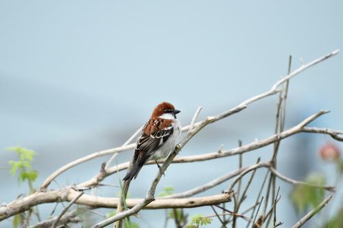 山麻雀雄鳥