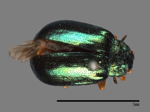 <已分類>Family：Chrysomelidae[金花蟲科][00081204]